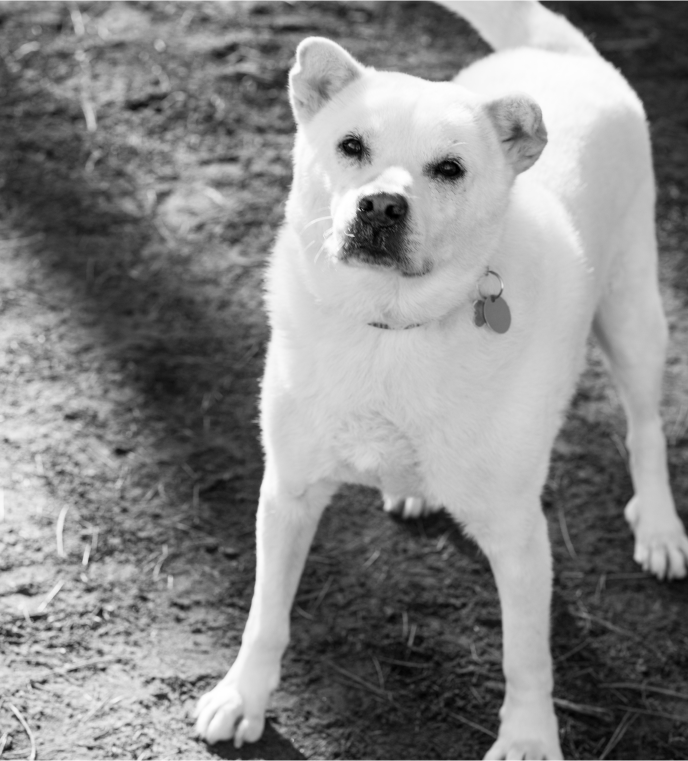 Black and white headshot of a white dog